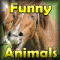 Crystal - Funny Animals