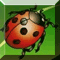 Fly Ladybird