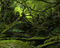 Hidden Objects - Jungle 2