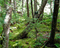 Hidden Objects - Jungle